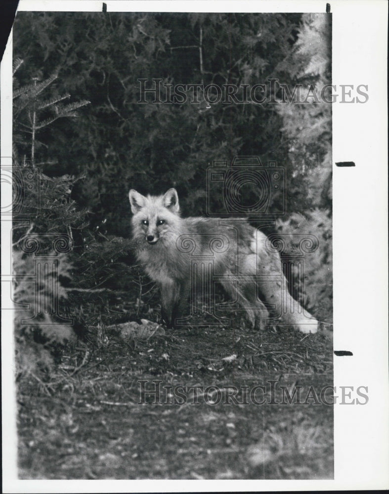 1989 Press Photo Red Fox are Often Hunted During Winter - Historic Images