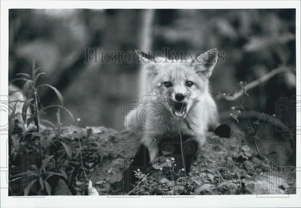 1993 Press Photo Red Fox - Historic Images