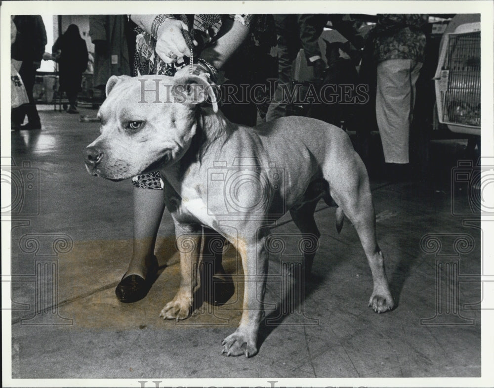 1987 Press Photo American Stratfordshire Terrier Pit Bull Dog Show Donnelly Hall - Historic Images