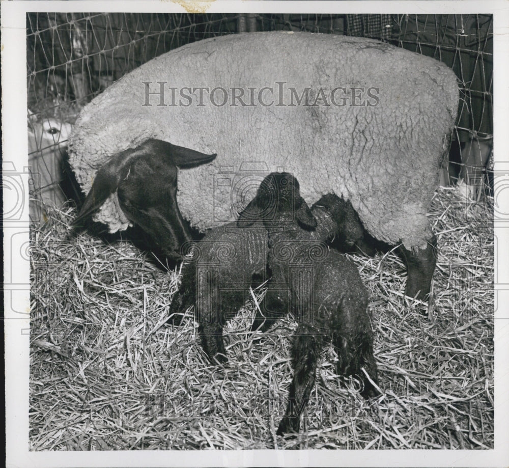 1952 Daisy Mama Twin Lambs Born International Livestock Show Chicago - Historic Images