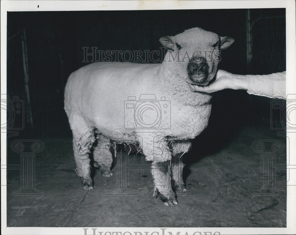 1967 Animal Sheep white - Historic Images