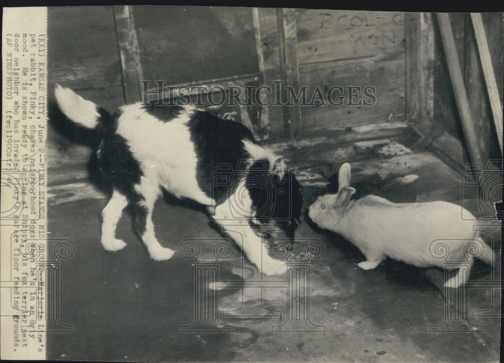 1946 Rabbit &amp; Dog - Historic Images