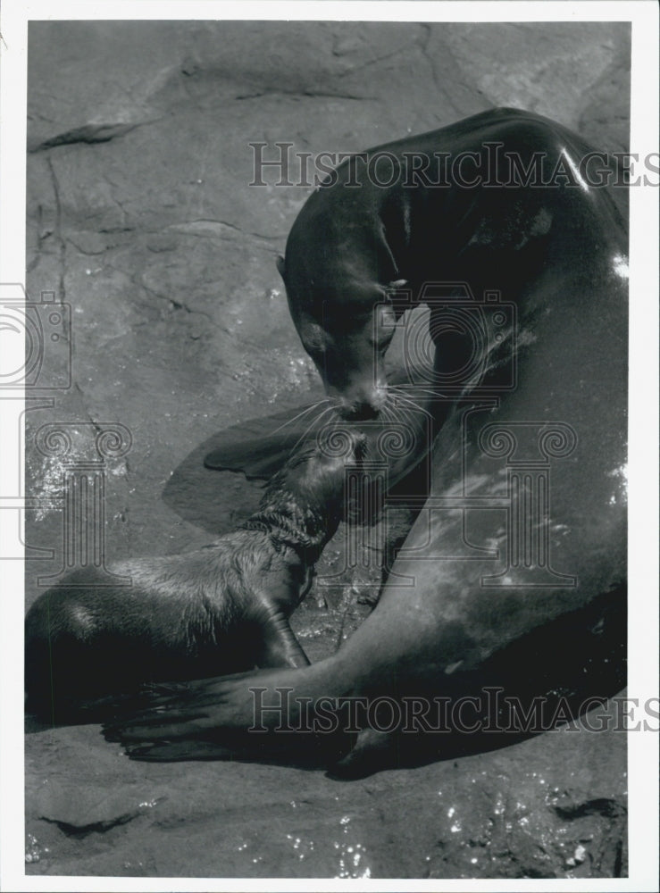 1993 Press Photo California Sea Lion Pup With Its Mother AT Sea World Florida - Historic Images