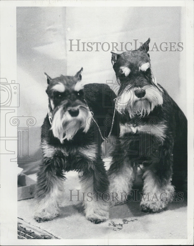 1973 Miniature Schnauzer Dogs - Historic Images