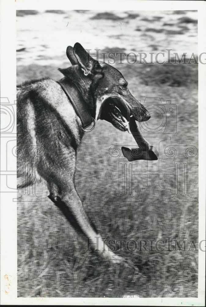 1980 Press Photo Duke, K-9 officer - Historic Images