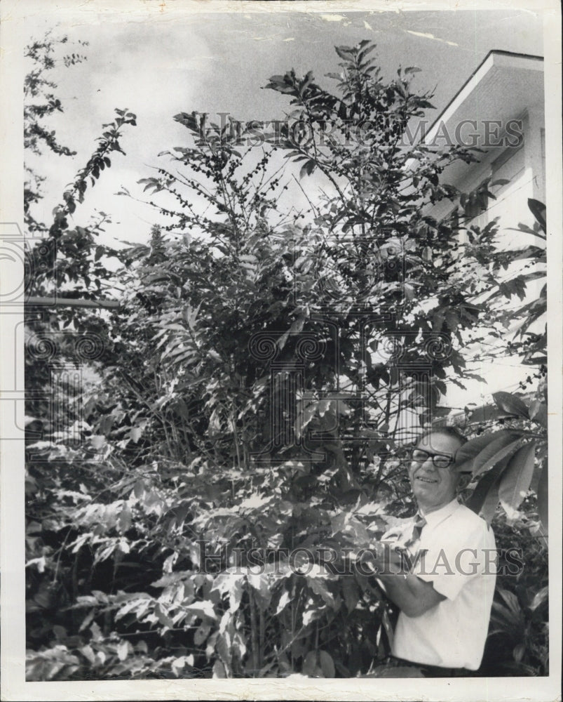 1972 Coffee Tree Leaves St. Petersburg Florida Realtor Roger Pappas - Historic Images