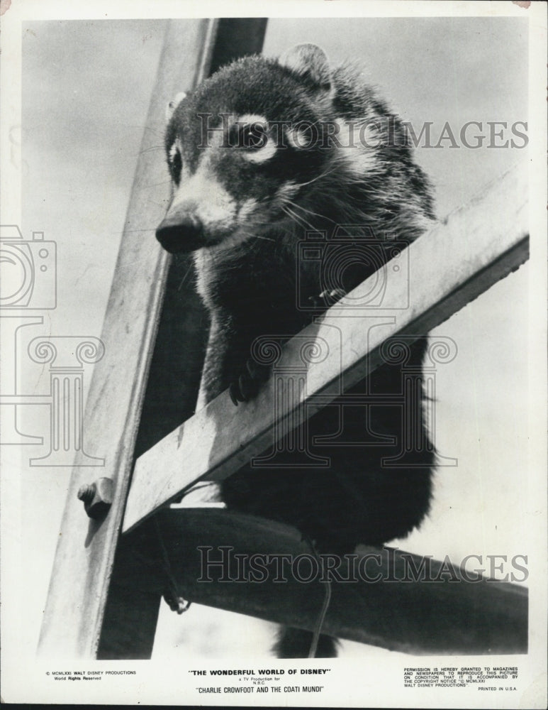 1976 Coati Mundi Disney - Historic Images