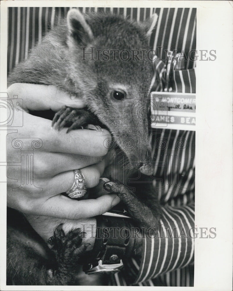 1971 South American Coatamundi as a pet - Historic Images