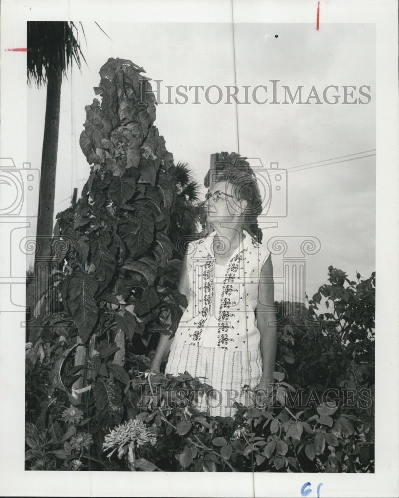 1964 Mrs R.W. Pope Poinsettias - Historic Images