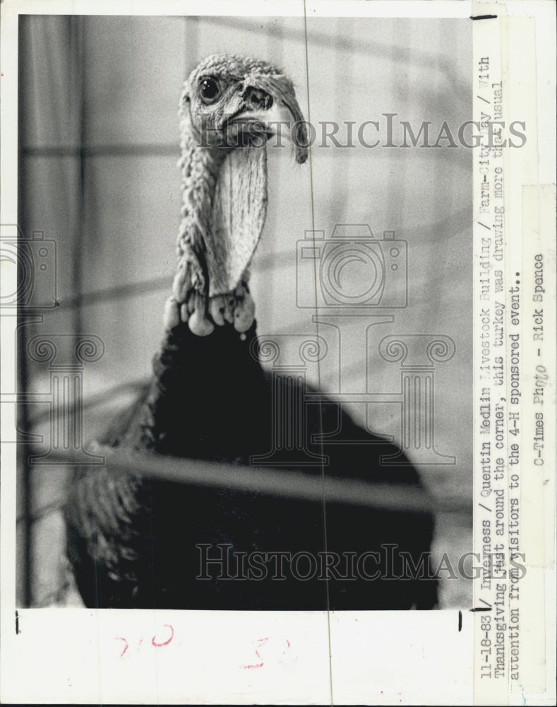 1983 Press Photo Live Turkey For Thanksgiving Post - Historic Images