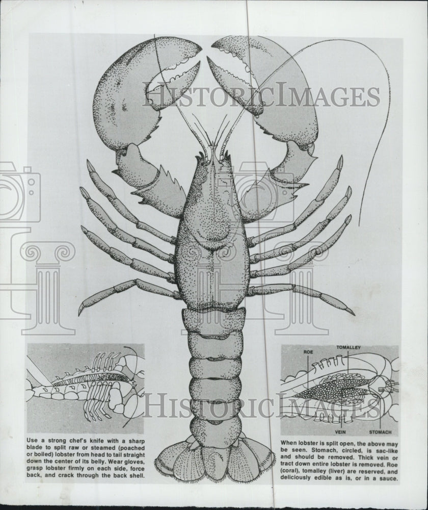 1987 Press Photo Diagram Of Lobster Cutting For Cooking - Historic Images