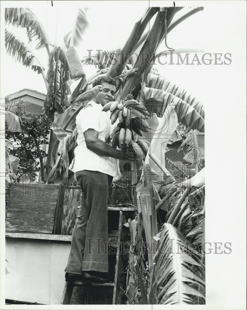 1985 Press Photo Manuel Maldonado grows sugar cane and hot weather vegetables - Historic Images