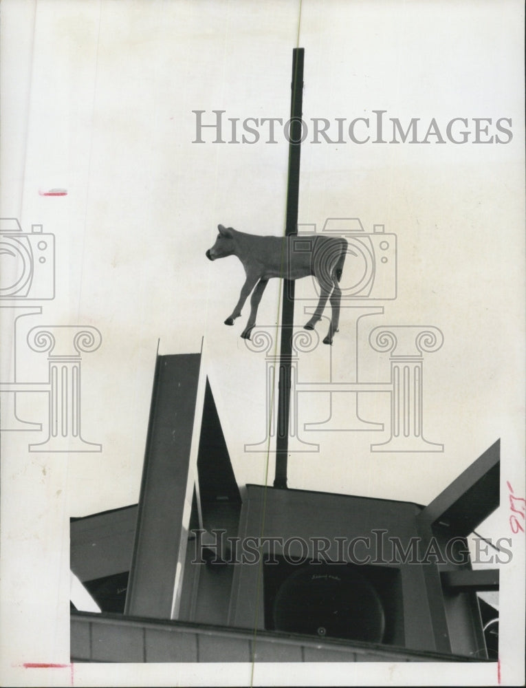 1966 Calf Hung from the top of Florida Presbyterian Chapel - Historic Images