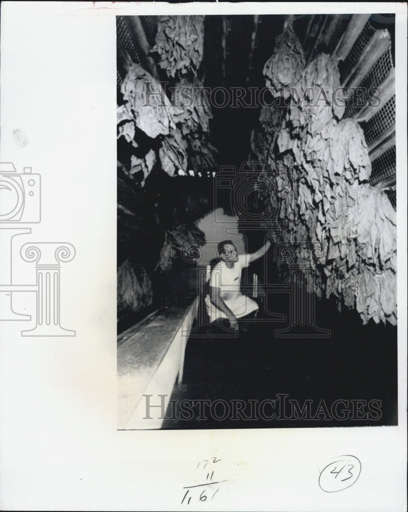 1972 steam-sprayed stalks tobacco leaf wrapper humidity-controlled - Historic Images