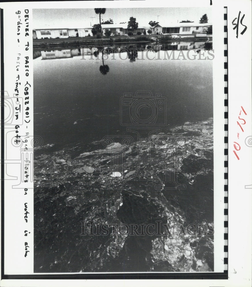 1979 Press Photo Blue Algae - Historic Images