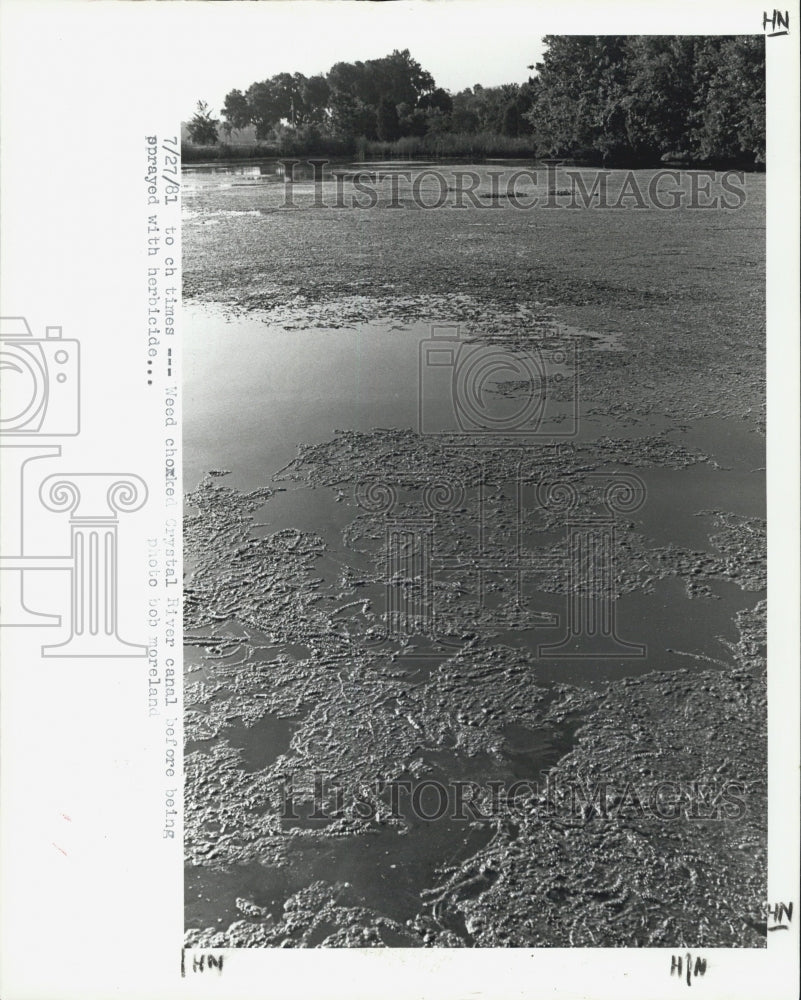 1981 Press Photo Water pollution Florida - Historic Images