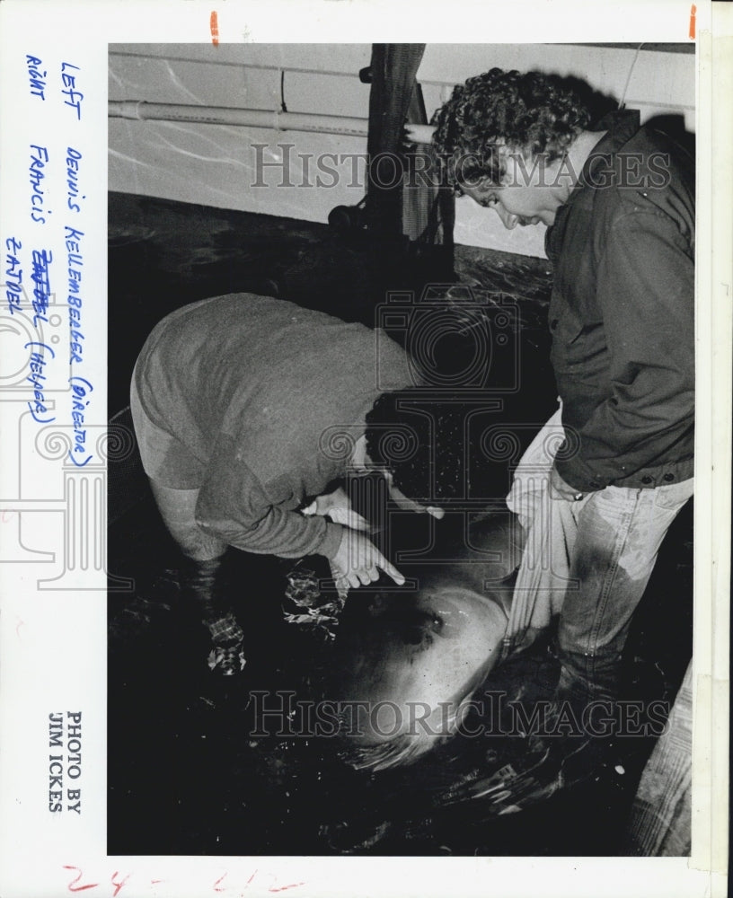 1984 Press Photo Dennis Kellenberger And Francis Zajdel With Pygmy Sperm Whale - Historic Images