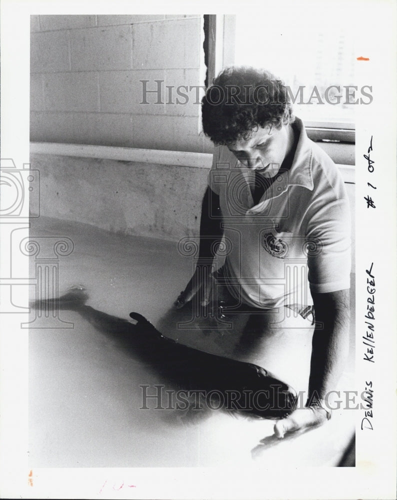 1985 Press Photo Dennis Kellenberger, Director Caring For Pygmy Sperm Whale - Historic Images