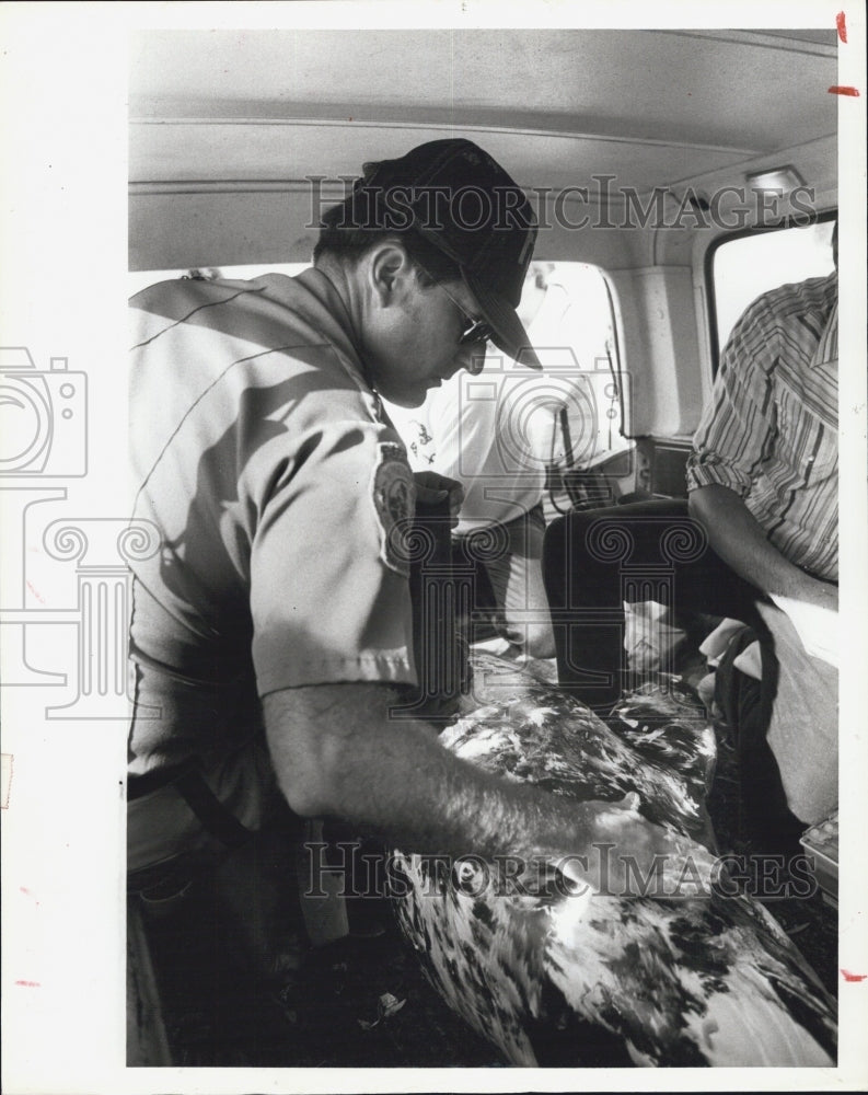 1982 Press Photo Rescuers Zinc Oxide Beached Pygmy Sperm Whale Sea World - Historic Images