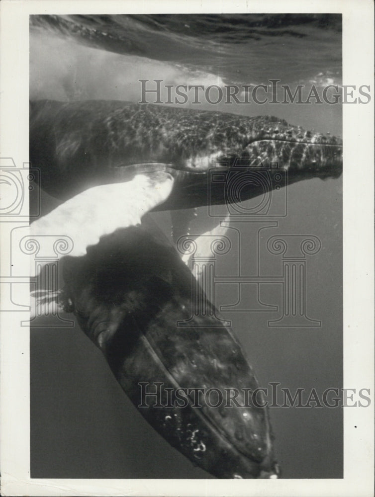 1973 whale - Historic Images