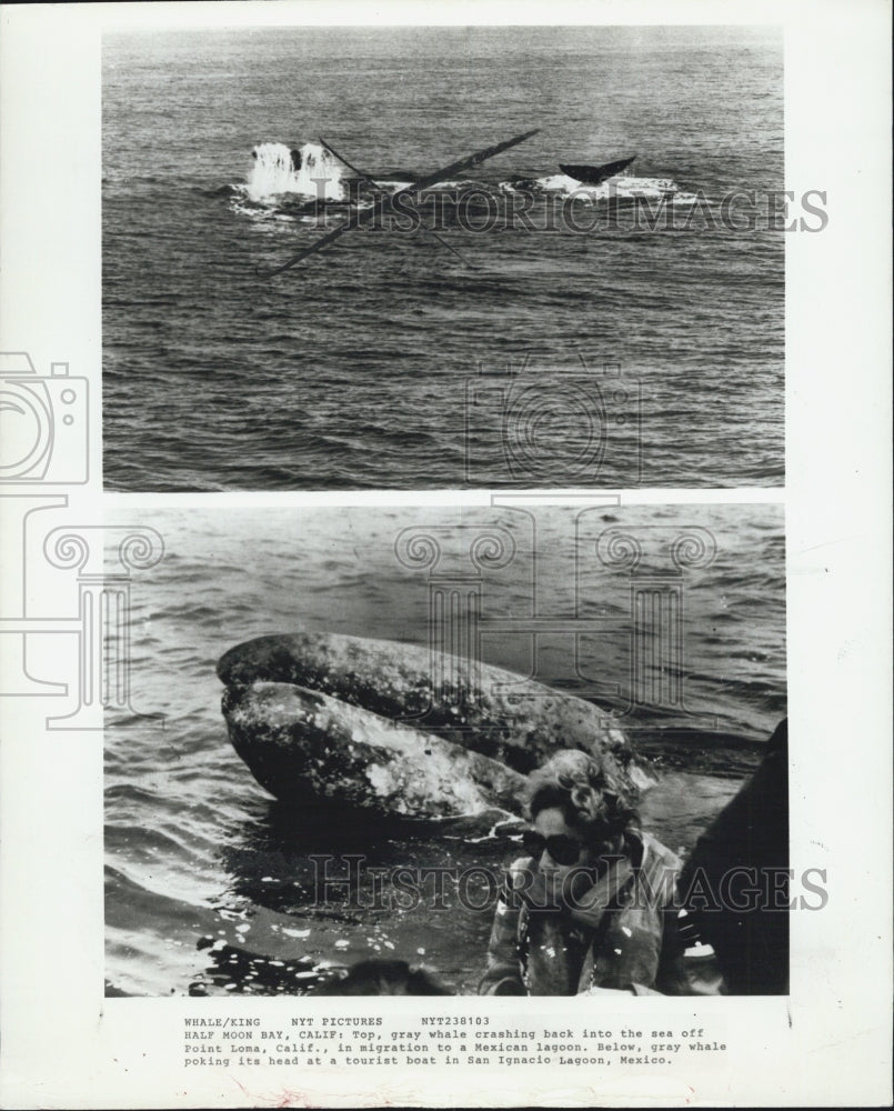 1981 Press Photo gray whale pokes head tourist boat San Ignacio Lagoon Mexico - Historic Images