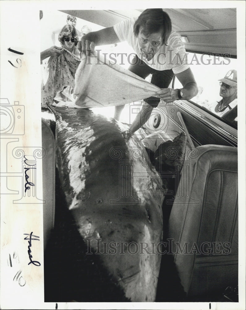 1979 Press Photo Goldston covers sperm whale damp cloth trip St. Petersburg - Historic Images