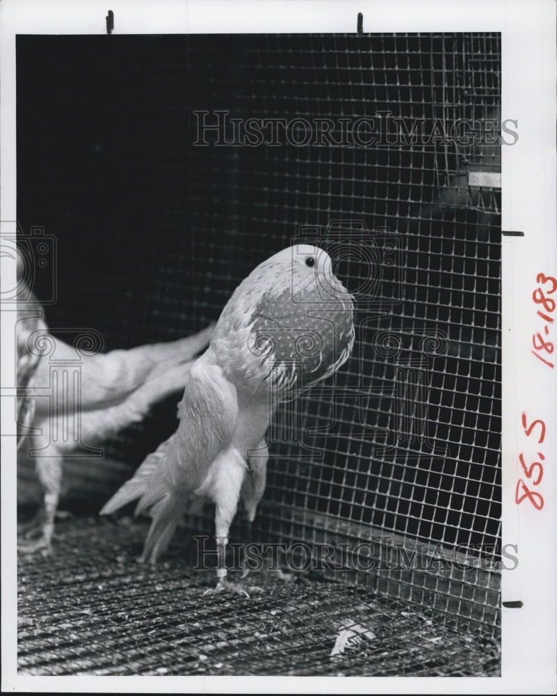 1980 Press Photo Pouter Pigeon Joe Johnson - Historic Images