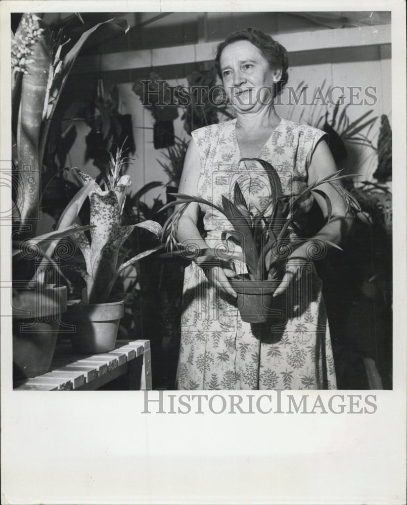 1953 Press Photo Mrs. E.H. Palmer/Billbergia Saundersii - Historic Images