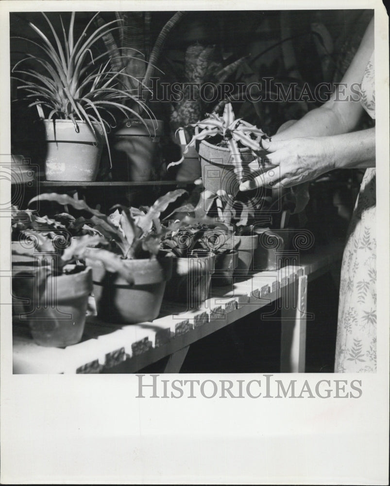 1959 Mrs. E.H. Palmer/Cryptanthus Roseopictus/Weed/Greenhouse - Historic Images