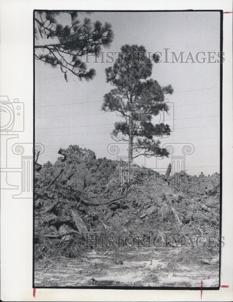 1974 Gooey Muck Greets Magnolia Valley - Historic Images