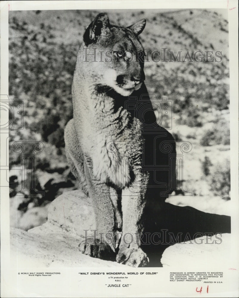 Press Photo Jungle Cat - Historic Images