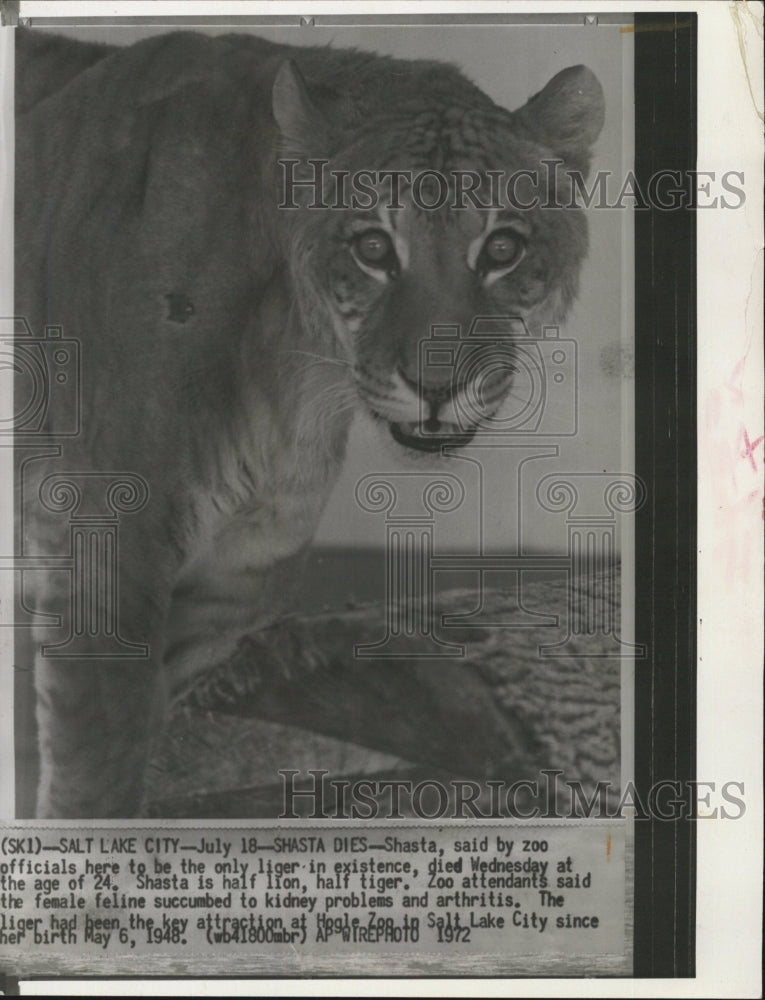 1972 Press Photo Shasta Salt Lake City Zoo Liger Dies At 24-Half Lion Half Tiger - Historic Images