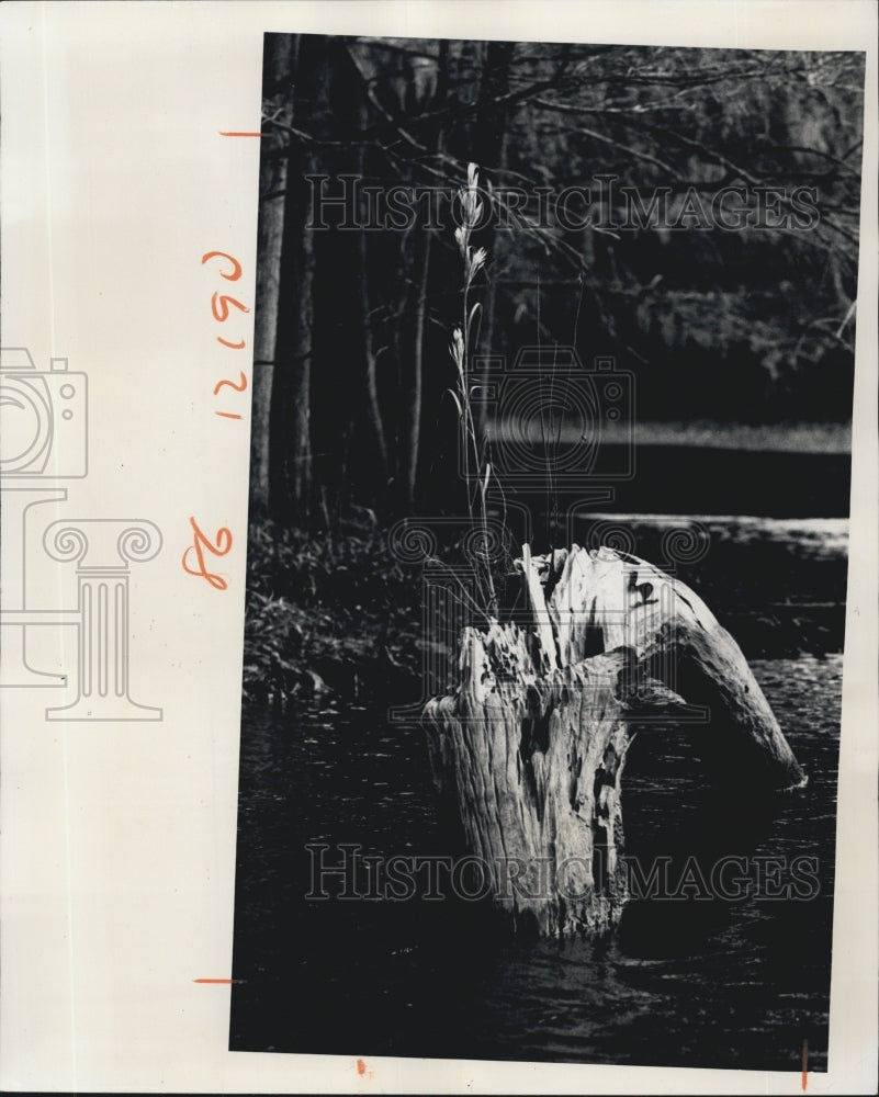 Press Photo Withlacroochee River in Florida - Historic Images