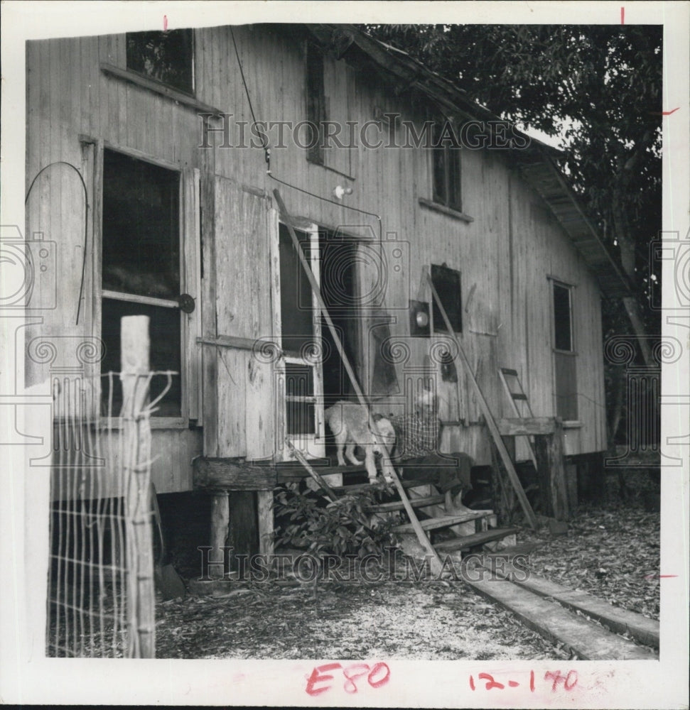 1967 Asa Pillsbury Early Settler With Two Dogs - Historic Images