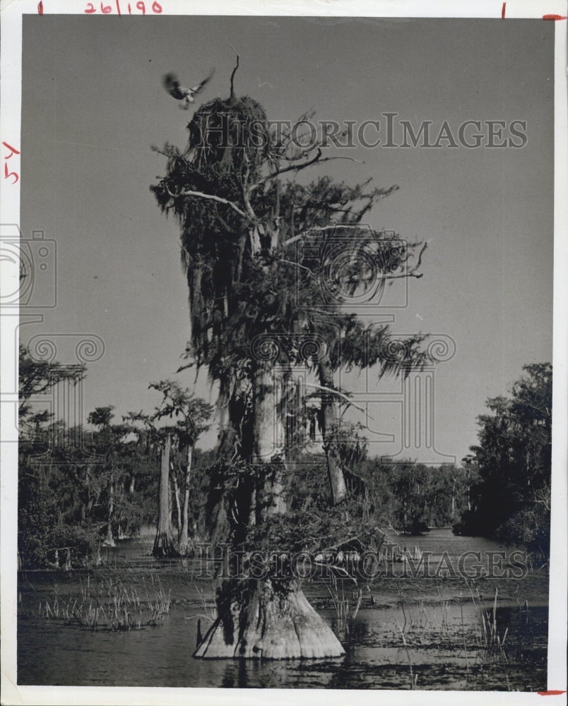 Press Photo An Osprey swoops toward its nest on the Waknila river in Tallahassee - Historic Images