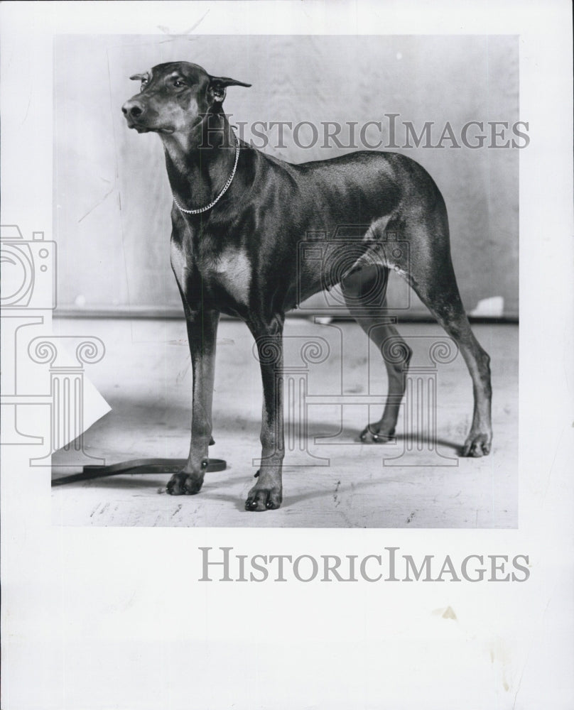 1957 Press Photo Doberman Pinscher dog Kennel Club Detroit - RSG72901 - Historic Images