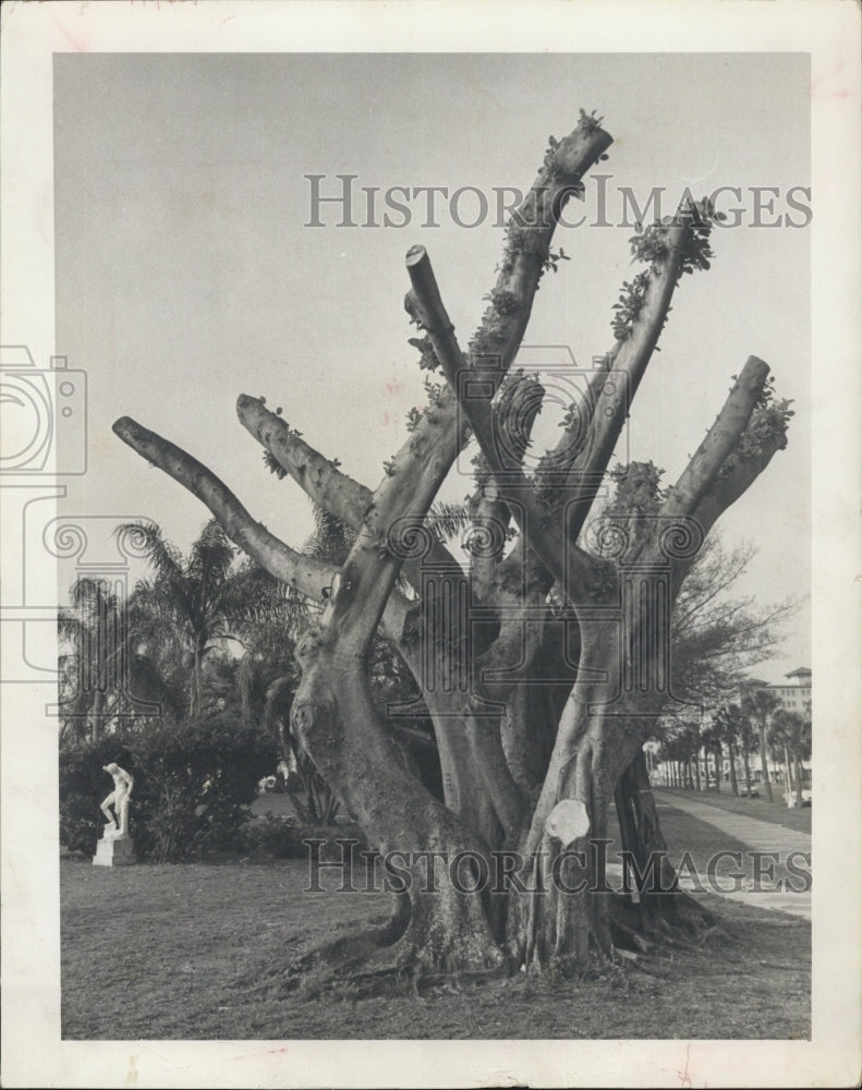1963 Dead Banyan Tree St. Petersburg Yacht Club Grows Blossoms - Historic Images