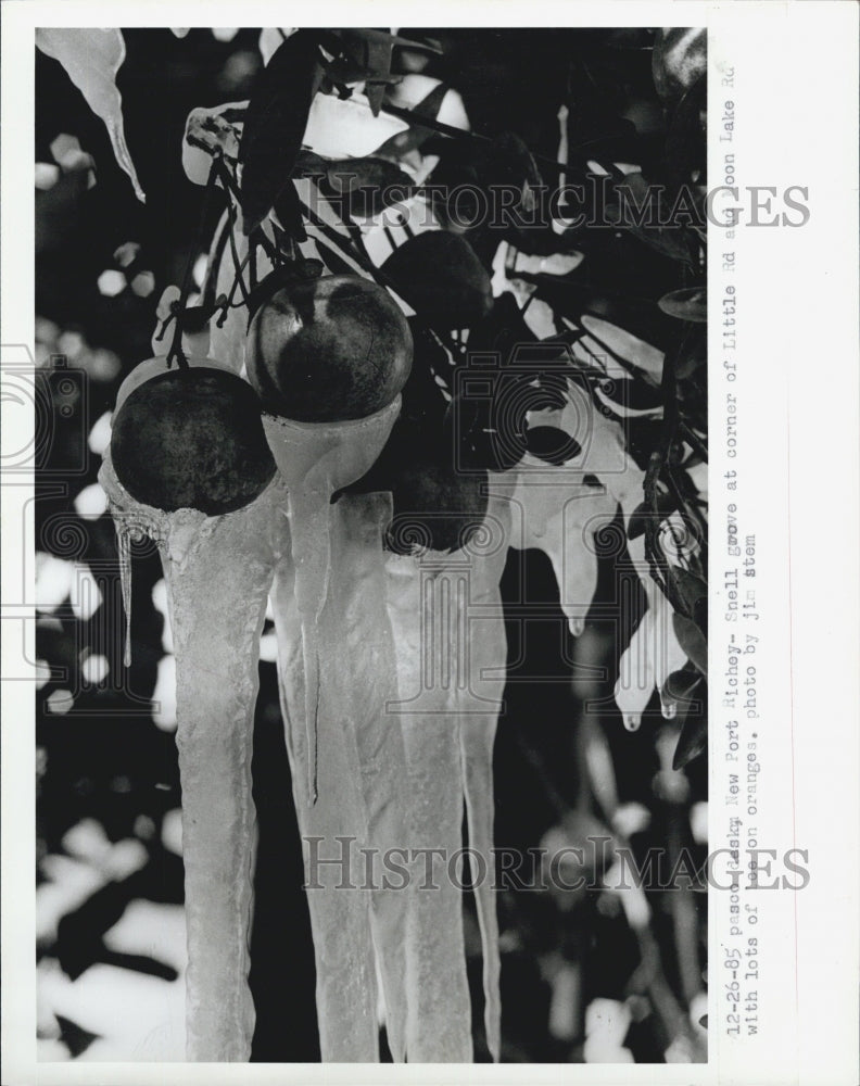 1985 Press Photo Icicles Hang Orange Tree Snell Groves Freezing Temperatures - Historic Images