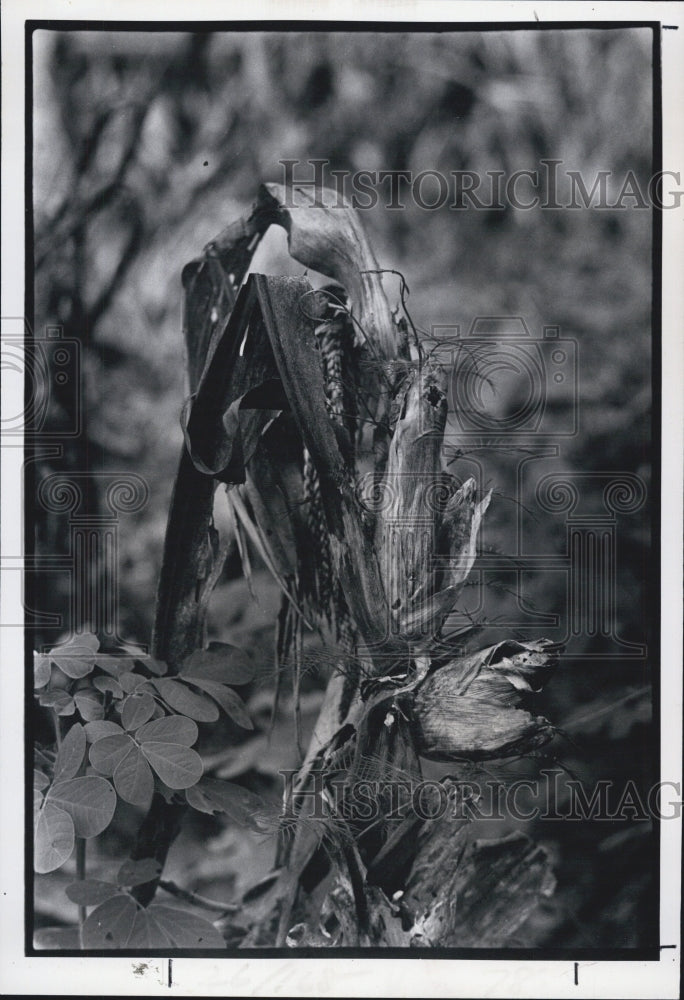 1977 Ear of Corn ravaged by drought in Jackson Country. - Historic Images