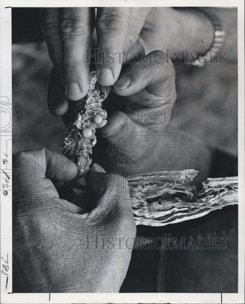 1977 Dead Corn from dry weather at Jackson Country . - Historic Images