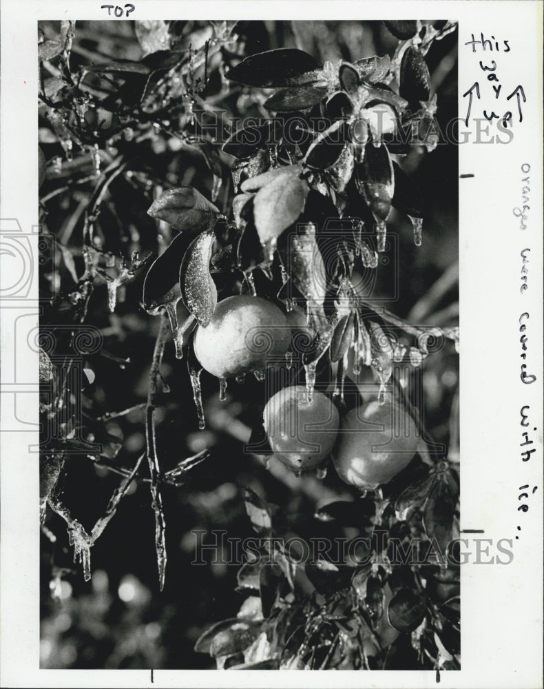 1980 Press Photo Ice coasts orange trees and fruits in orange grove. - Historic Images