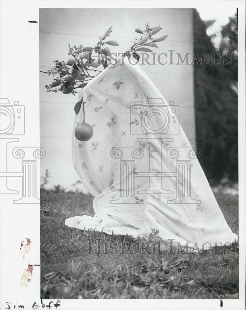 1980 Press Photo An orange tree is covered with a blanket to keep it warm. - Historic Images