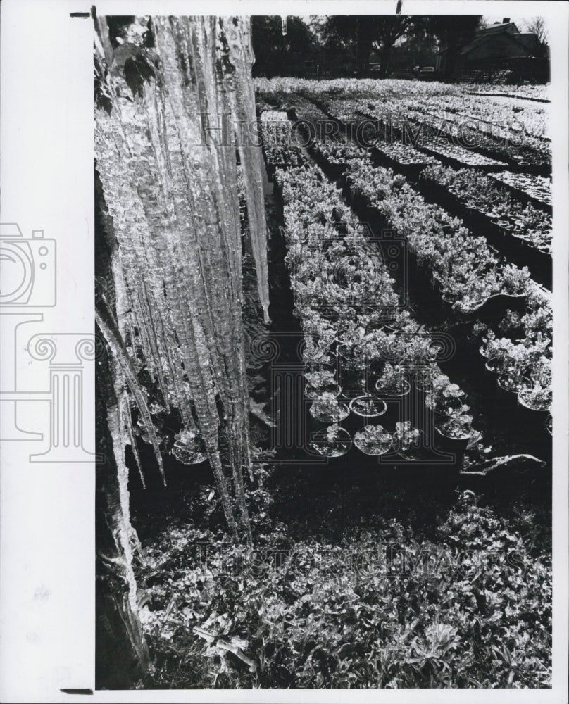 1980 Press Photo Pictured are icicles formed during cold weather in Florida. - Historic Images