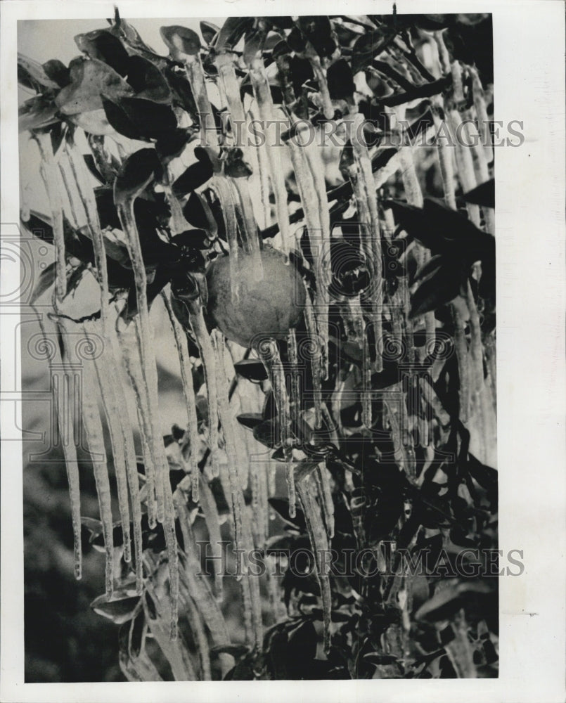 1978 Icicles were a common site at Hillsborough Country. - Historic Images