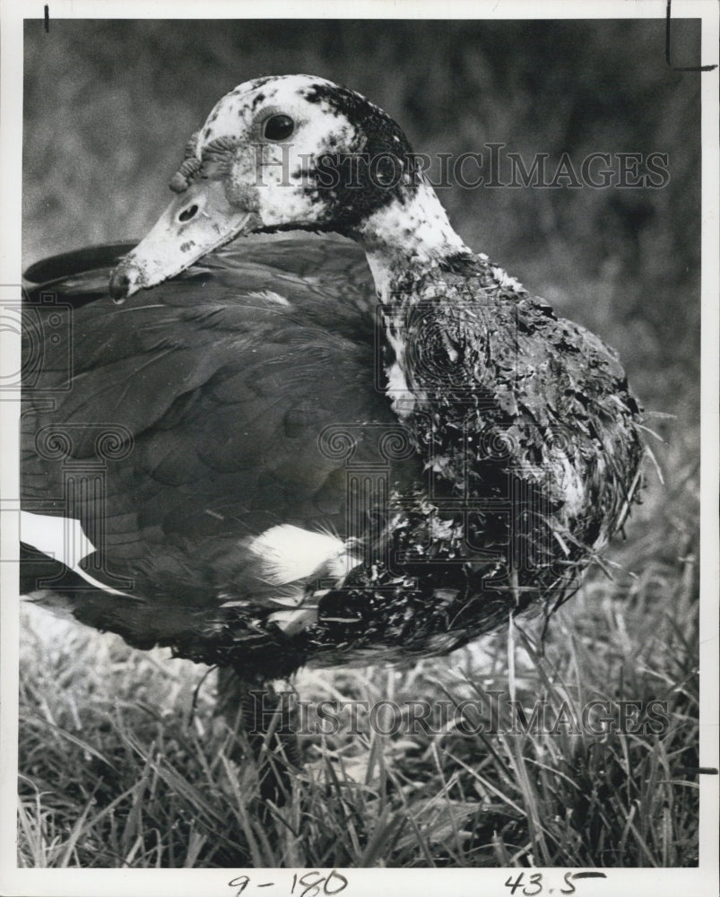 1977 Press Photo Oil Flows into Crescent Duck. - Historic Images