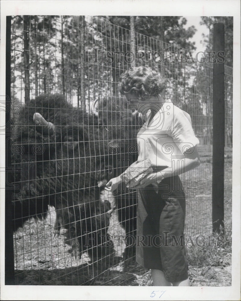 1964 Cook&#39;s Buffalo Ranch co-manager Joyce Hill feeds buffalo - Historic Images