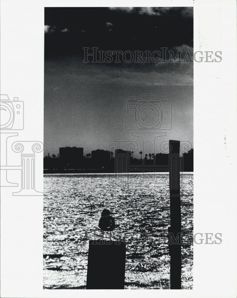 Press Photo gull Clearwater skyline storm front - Historic Images