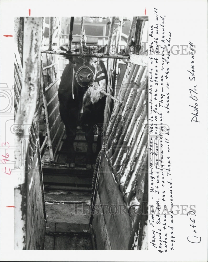 1986 Press Photo steer head chute weighed Hernando County Fair - Historic Images