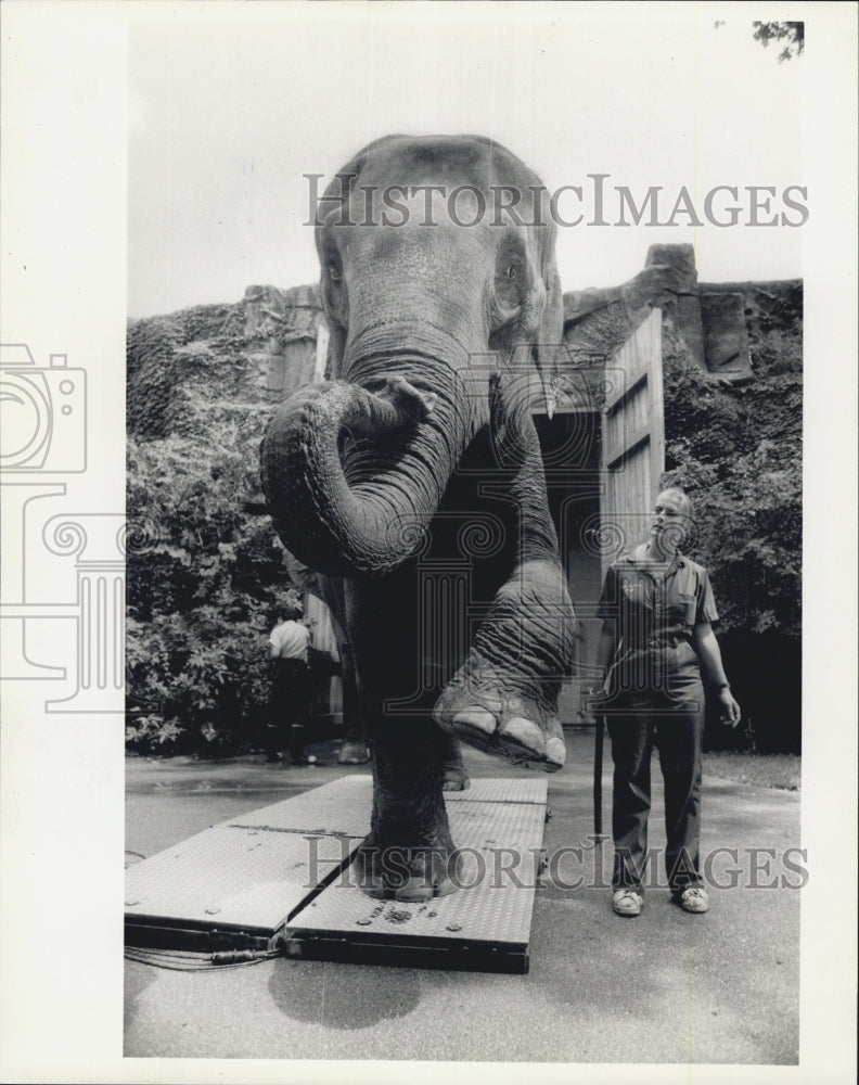 1989 Press Photo Lincoln Park Zoo elephant trainer Robin Bettenbender - Historic Images