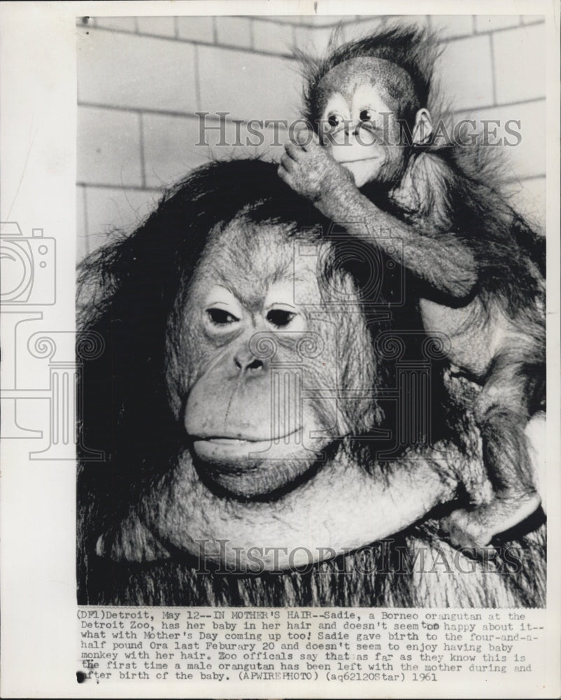 1961 Sadie Borneo orangutan Detroit Zoo baby hair - Historic Images